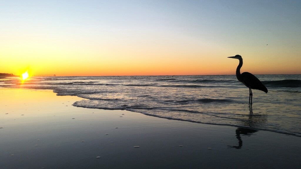 Webcams In Flagler Beach